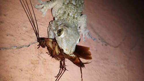 Low angle view of gecko carrying cockroach in mouth on wall