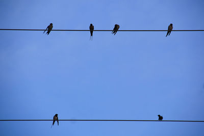 Low angle view of birds on cable against sky