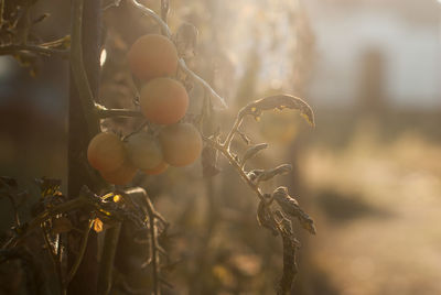 Close-up of fruit growing on field