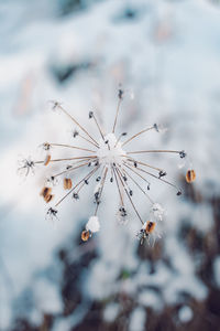 Close-up of snow on plant