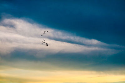 Low angle view of birds flying in sky