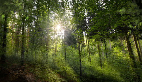 Pine trees in forest