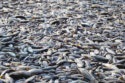 Full frame shot of dry fish on beach