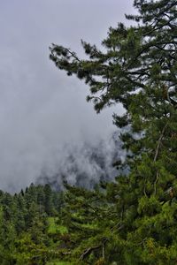 Low angle view of trees against sky