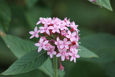 Close-up of pink flowering plant