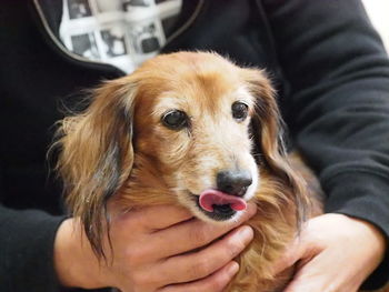 Cropped image of man holding dog