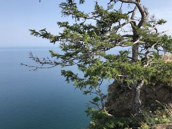 Tree by sea against sky