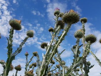 Low angle view of flowering plants against sky