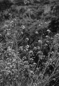 Close-up of flowering plants on field