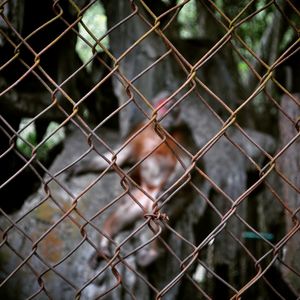 Close-up of chainlink fence with monkey sitting in background