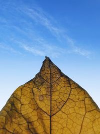 Low angle view of maple leaf against blue sky