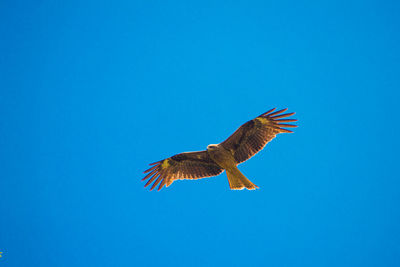 Low angle view of eagle flying in sky