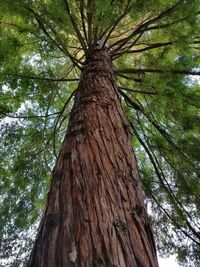 Low angle view of tree in forest