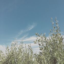 Low angle view of trees against blue sky