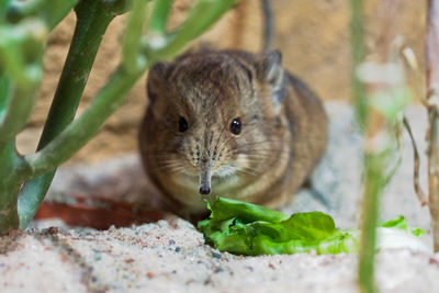 Close-up portrait of squirrel eating plant