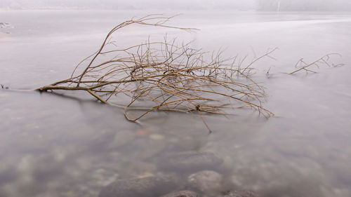 Branch in lake during winter