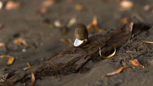 Close-up of dry leaf on field