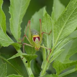 Close-up of insect on leaf