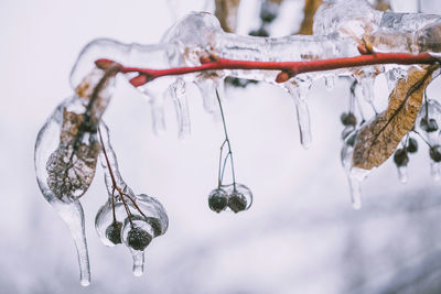 Close-up of icicles hanging from branch