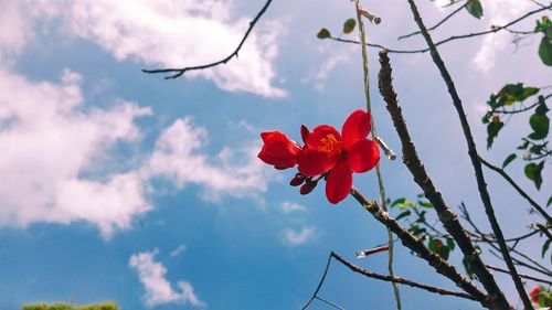 Low angle view of red flowers