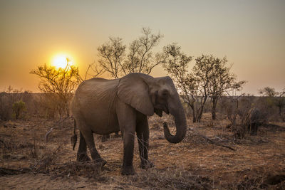 Elephant in a field