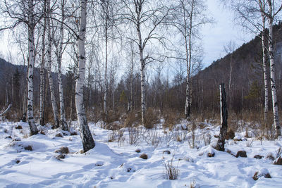 Bare trees on snow covered field