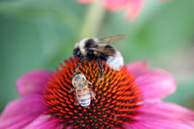 Close-up of bee pollinating on flower