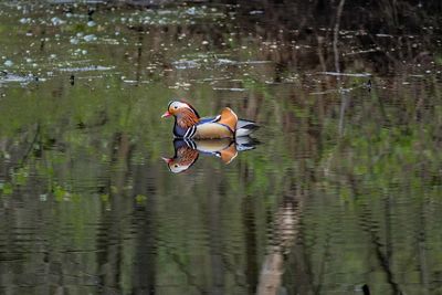 Side view of two people enjoying in lake