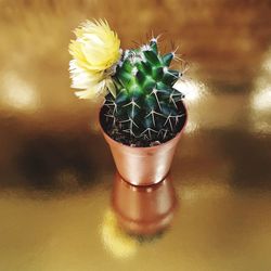 Close-up of potted plant on table