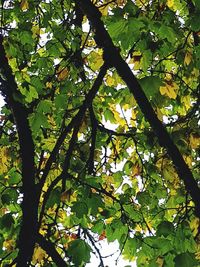 Low angle view of tree branches