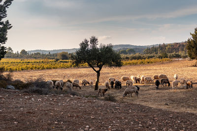 Flock of sheep in a field