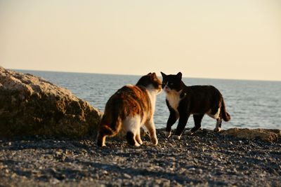 Dog standing on beach