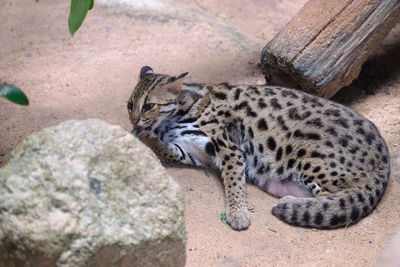 Cat resting on rock