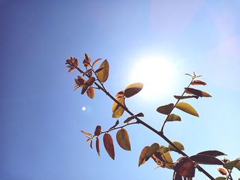 Low angle view of plant against clear blue sky
