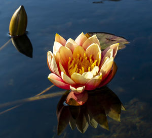 Close-up of lotus water lily in the local ecological pond