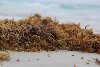 Close-up of plants at beach