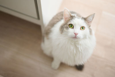 Portrait of white cat sitting on floor at home looking up