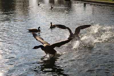 Birds in lake