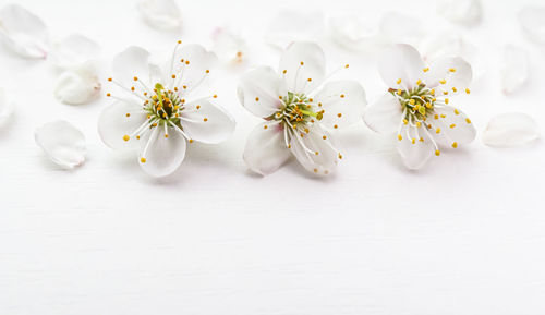 Close-up of white flowers on table