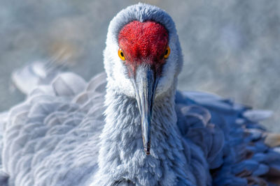 Close-up of a bird