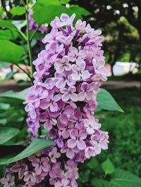Close-up of pink flowering plant