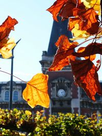 Close-up of autumn leaves against sky