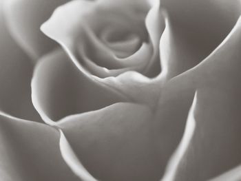 Close-up of rose