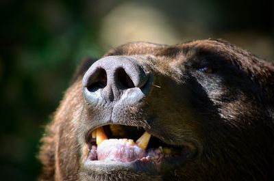 Close-up of a dog