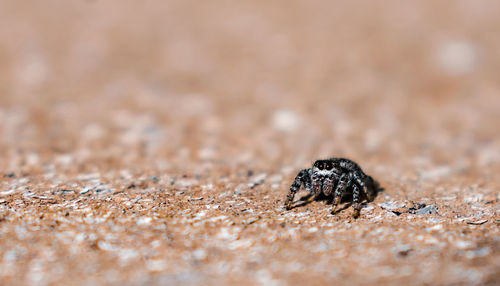 Close-up of crab on sand