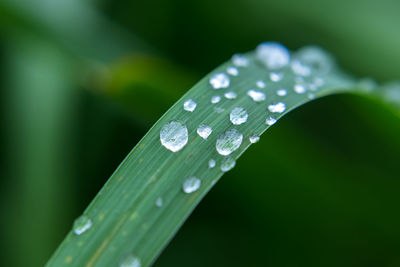 Close-up of raindrops on leaf