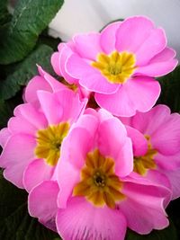 Close-up of pink flowers blooming outdoors