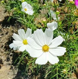 Close-up of white flowers