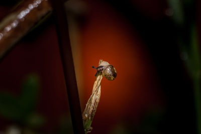 Close-up of ladybug on plant