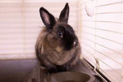 Close-up of rabbit